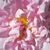 Bijela  - Hibrid perpetual ruža - Stanwell Perpetual